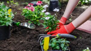 Comment choisir les bonnes fleurs pour votre jardin
