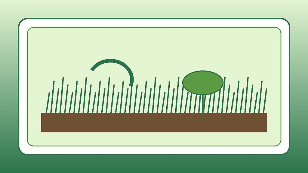 Gazon à planter : quand et comment réussir une nouvelle pelouse ?